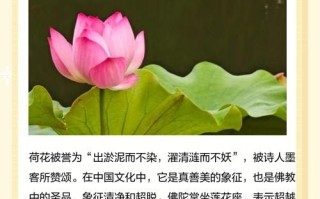 2025荷字取名女孩名字寓意大全|含荷古风雅韵名推荐精选